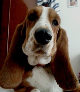 basset-hound